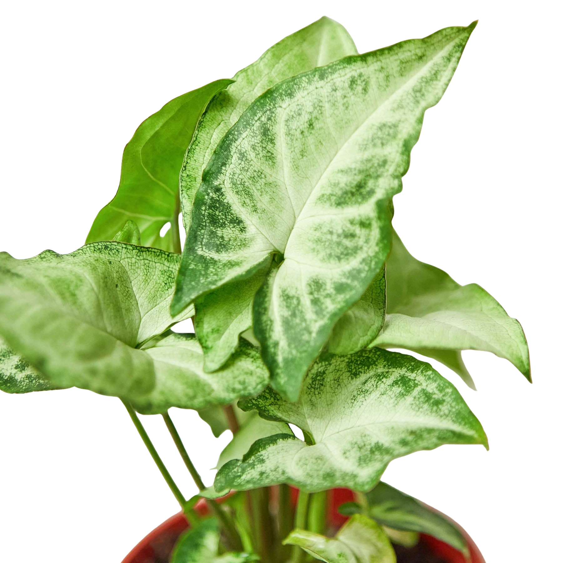 Syngonium 'White Butterfly'