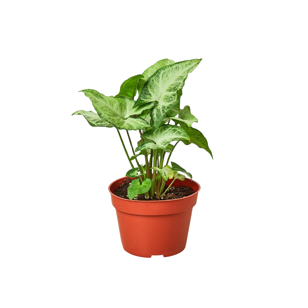 Syngonium 'White Butterfly'
