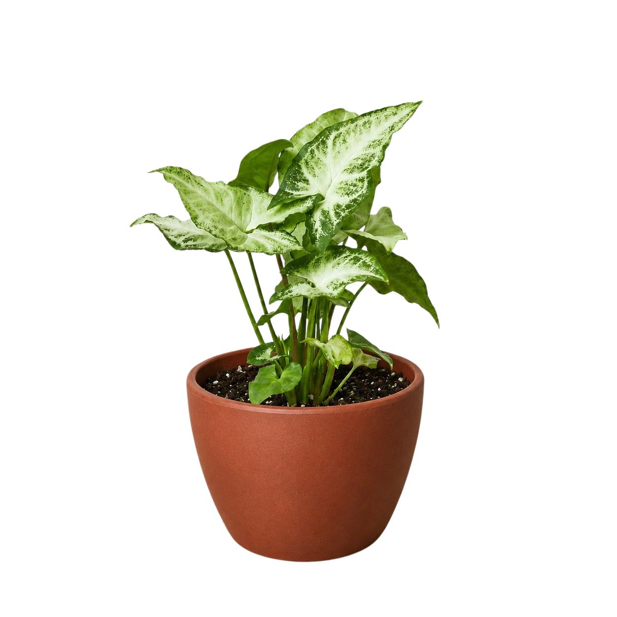 Syngonium 'White Butterfly'