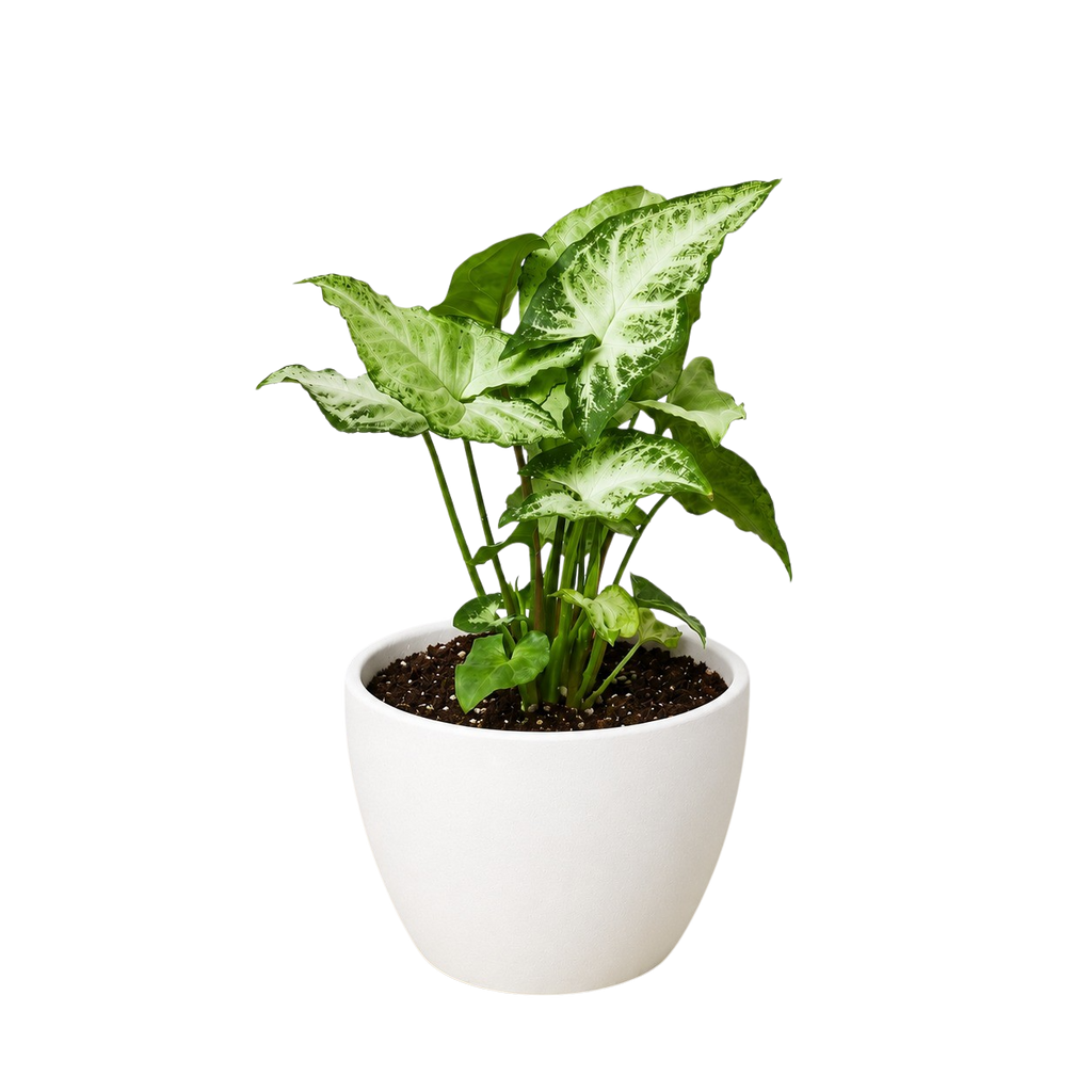 Syngonium 'White Butterfly'