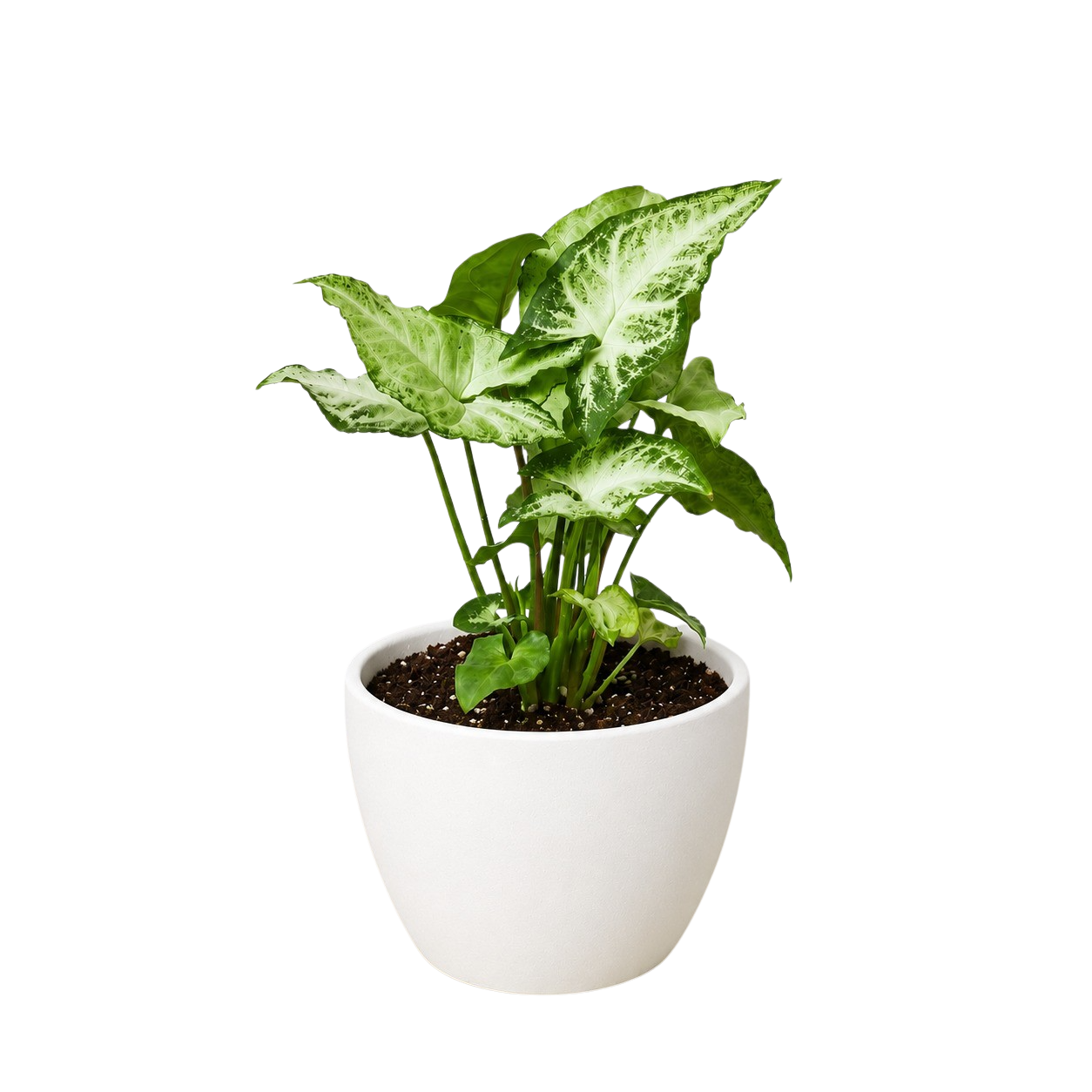 Syngonium 'White Butterfly'