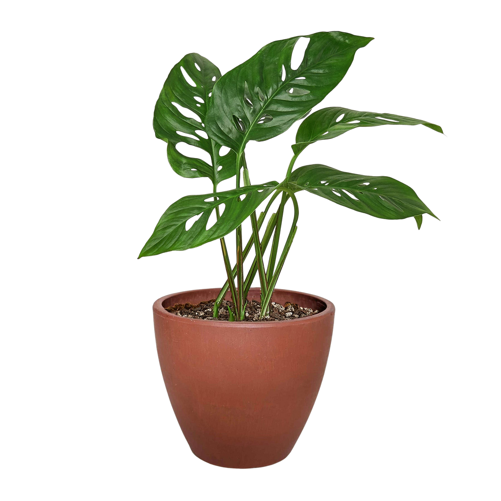 Monstera Adansonii 'Swiss Cheese' - 6" Pot - NURSERY POT ONLY