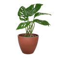 Monstera Adansonii 'Swiss Cheese'