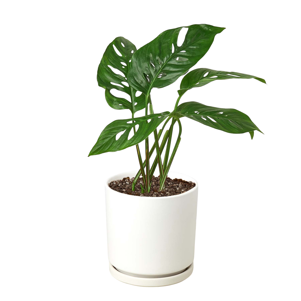 Monstera Adansonii 'Swiss Cheese' - 6" Pot - NURSERY POT ONLY