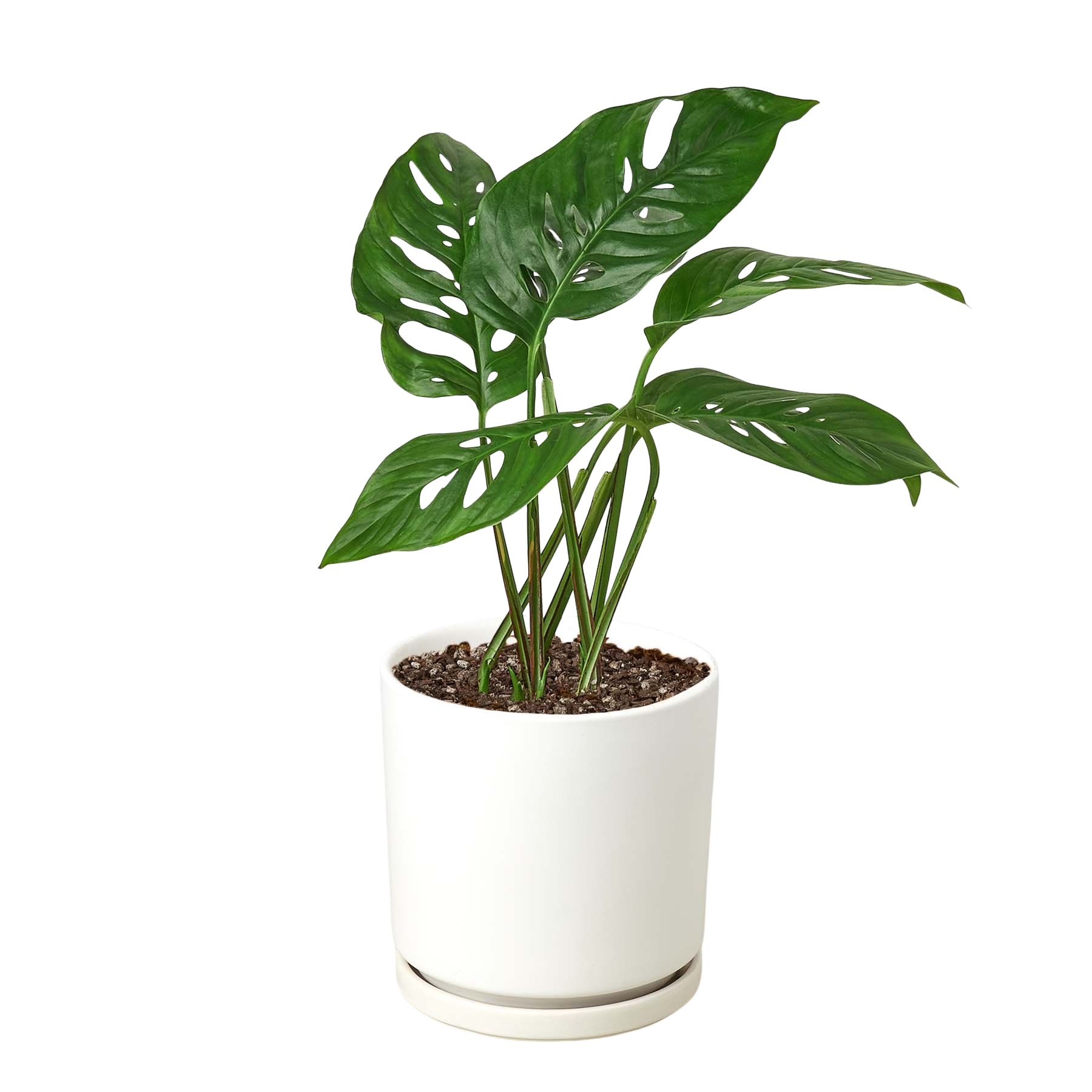 Monstera Adansonii 'Swiss Cheese' - 6" Pot - NURSERY POT ONLY