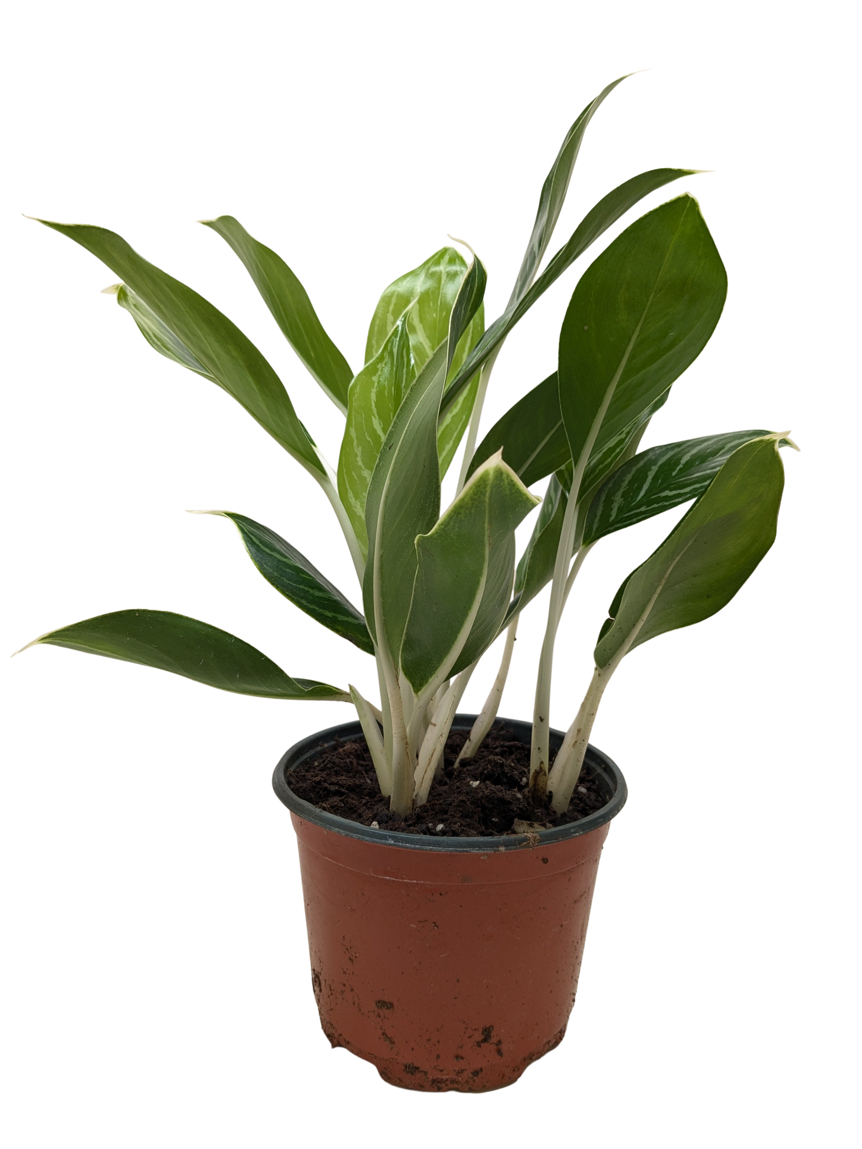 Chinese Evergreen 'Snow Cap'
