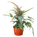 Fern 'Tricolor Pteris'