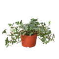 English Ivy 'Glacier' - 6" Pot - NURSERY POT ONLY