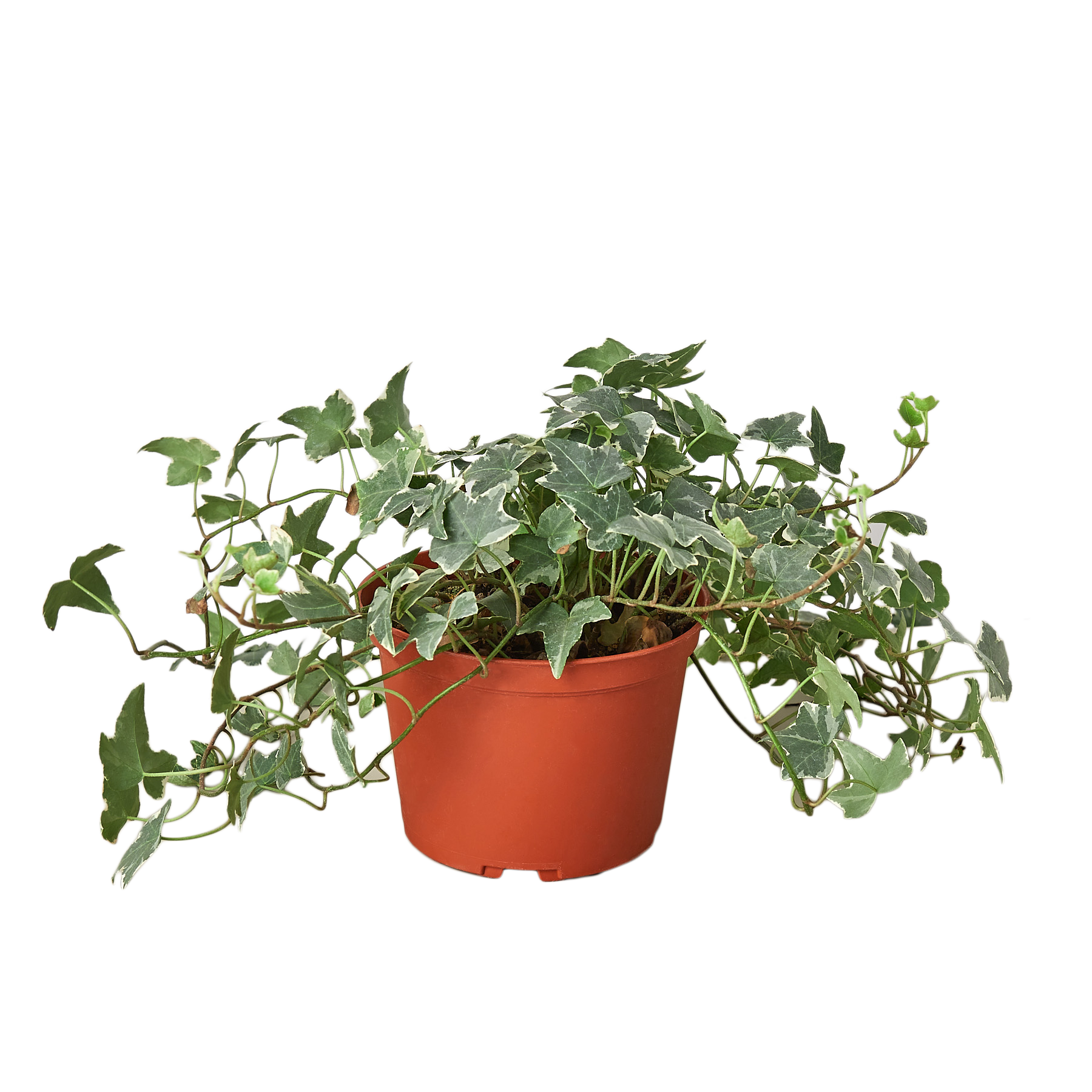 English Ivy 'Glacier' - 6" Pot - NURSERY POT ONLY