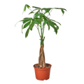 Money Tree 'Guiana Chestnut' Pachira Braid - 6" Pot - NURSERY POT ONLY