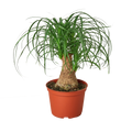 Palm Ponytail - 6" Pot - NURSERY POT ONLY