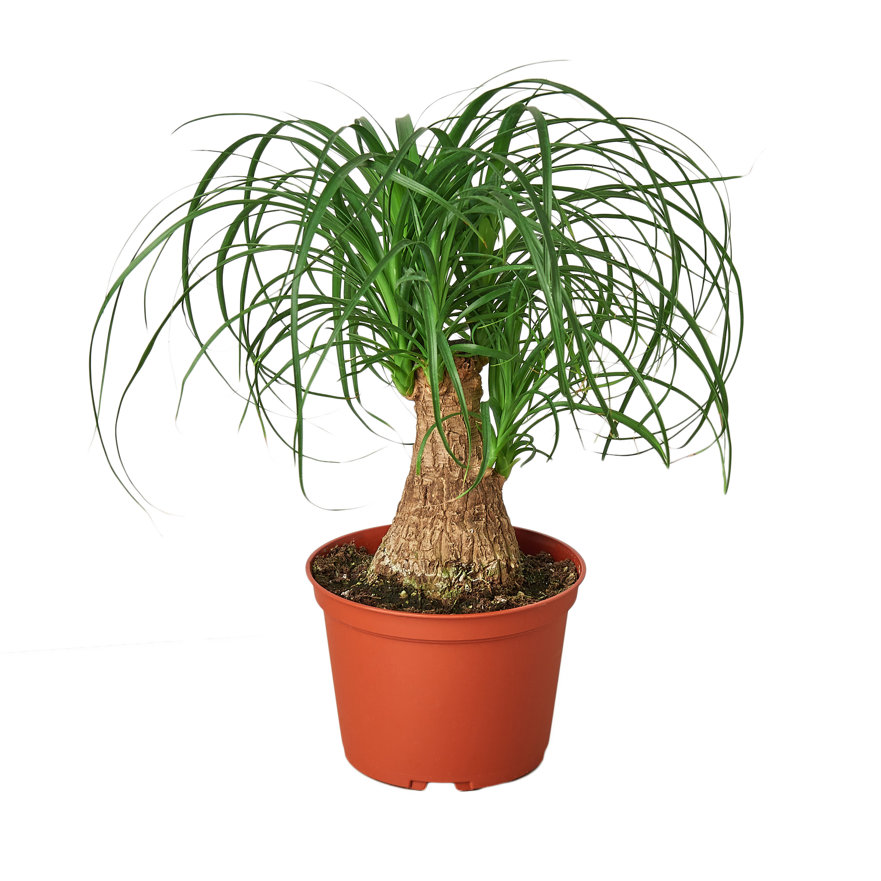 Palm Ponytail - 6" Pot - NURSERY POT ONLY