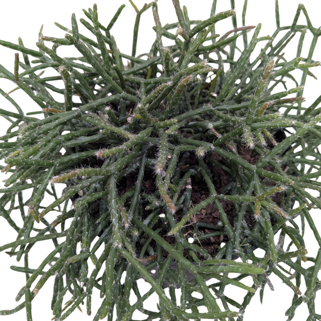Succulent Cactus 'Mistletoe'