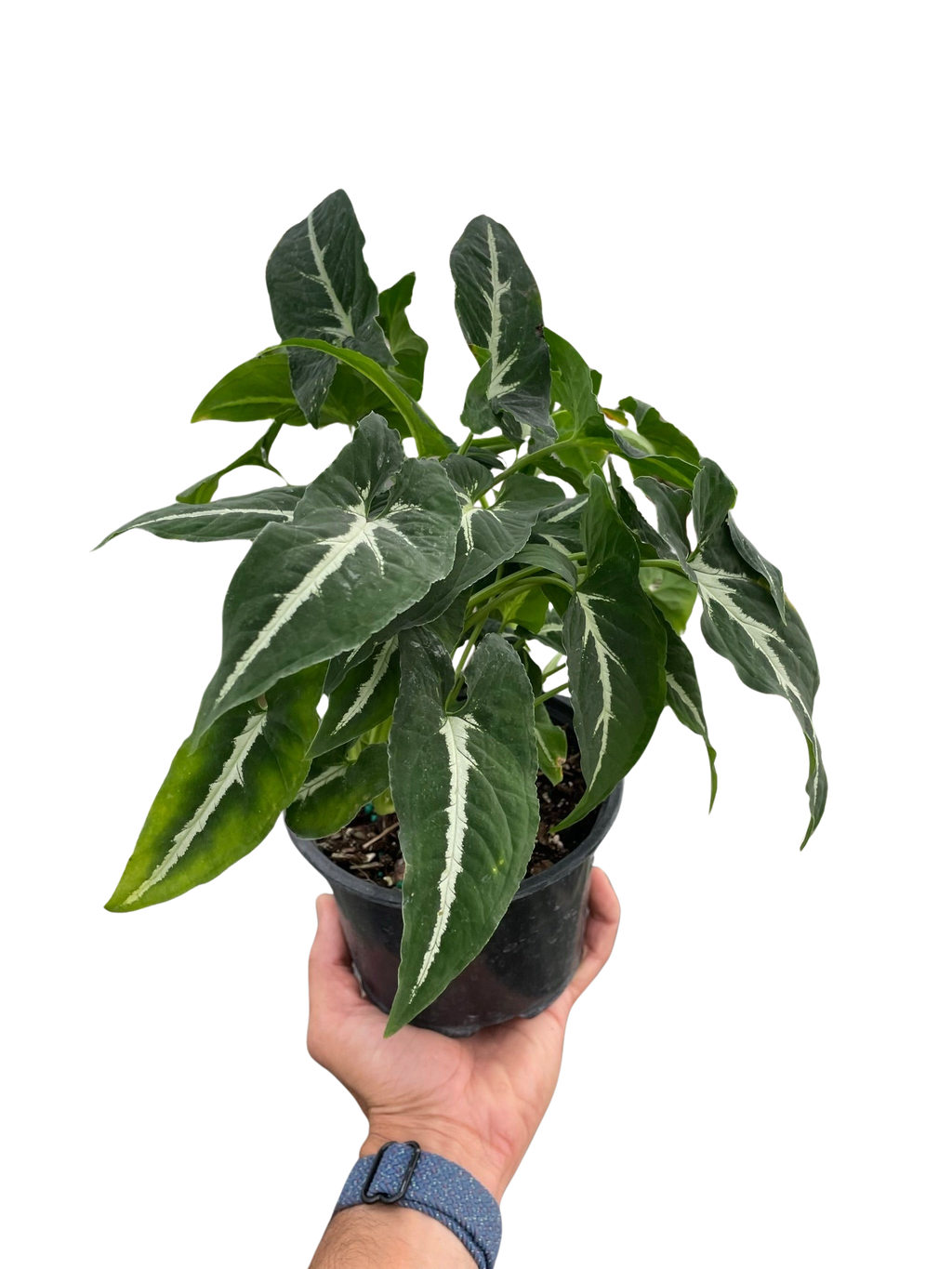 Syngonium wendlandii 'Black Velvet'