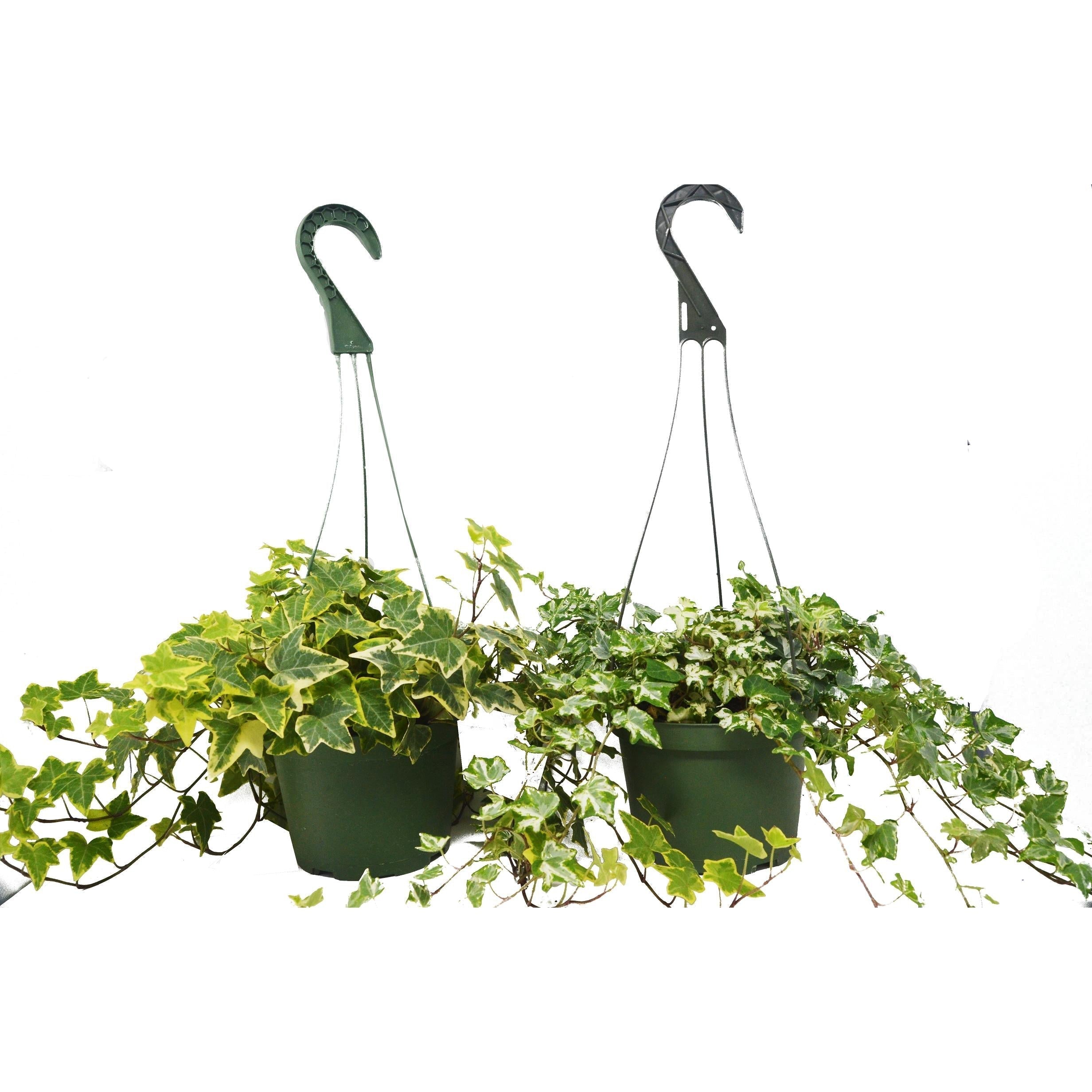 2 English Ivy Variety Pack - 4" Pot