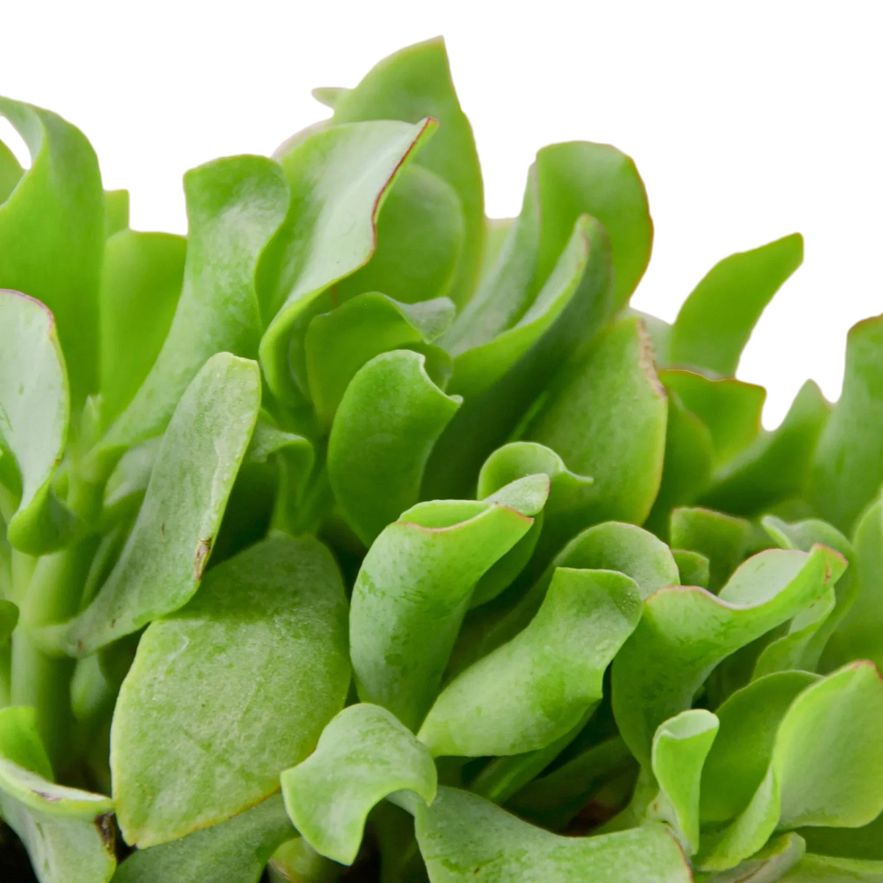 Ripple Jade Succulent
