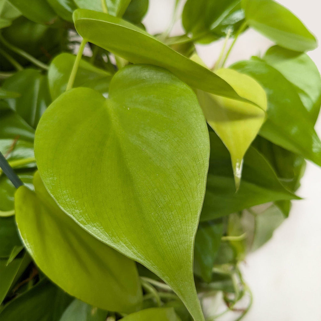 Philodendron 'Neon' - 4" Pot - NURSERY POT ONLY
