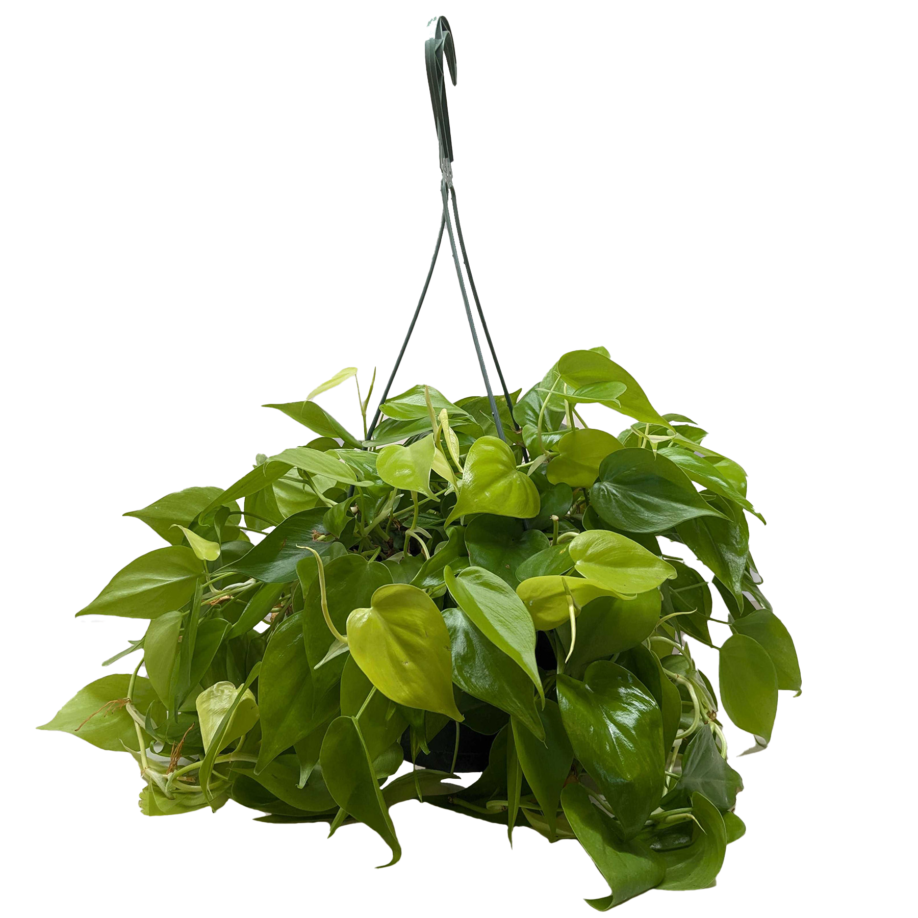 Philodendron 'Neon' - 4" Pot - NURSERY POT ONLY