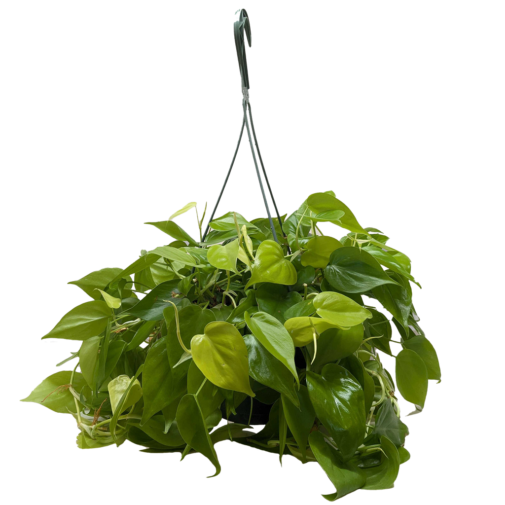Philodendron 'Neon' - 4" Pot - NURSERY POT ONLY