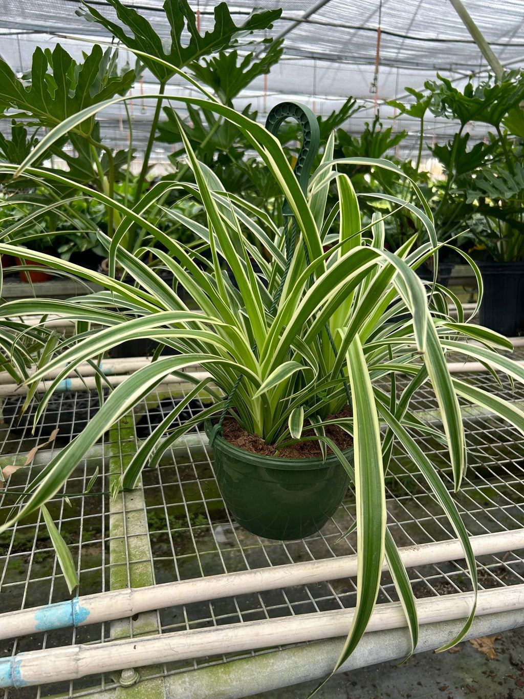 Reverse Spider Plant (Chlorophytum comosum) – Multiple Sizes & Pot Options