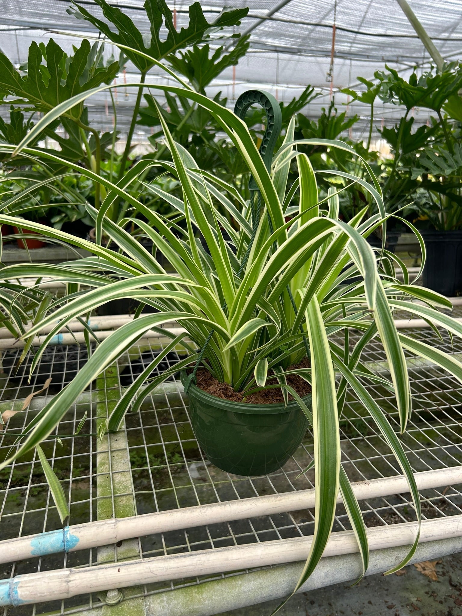 Reverse Spider Plant (Chlorophytum comosum) – Multiple Sizes & Pot Options