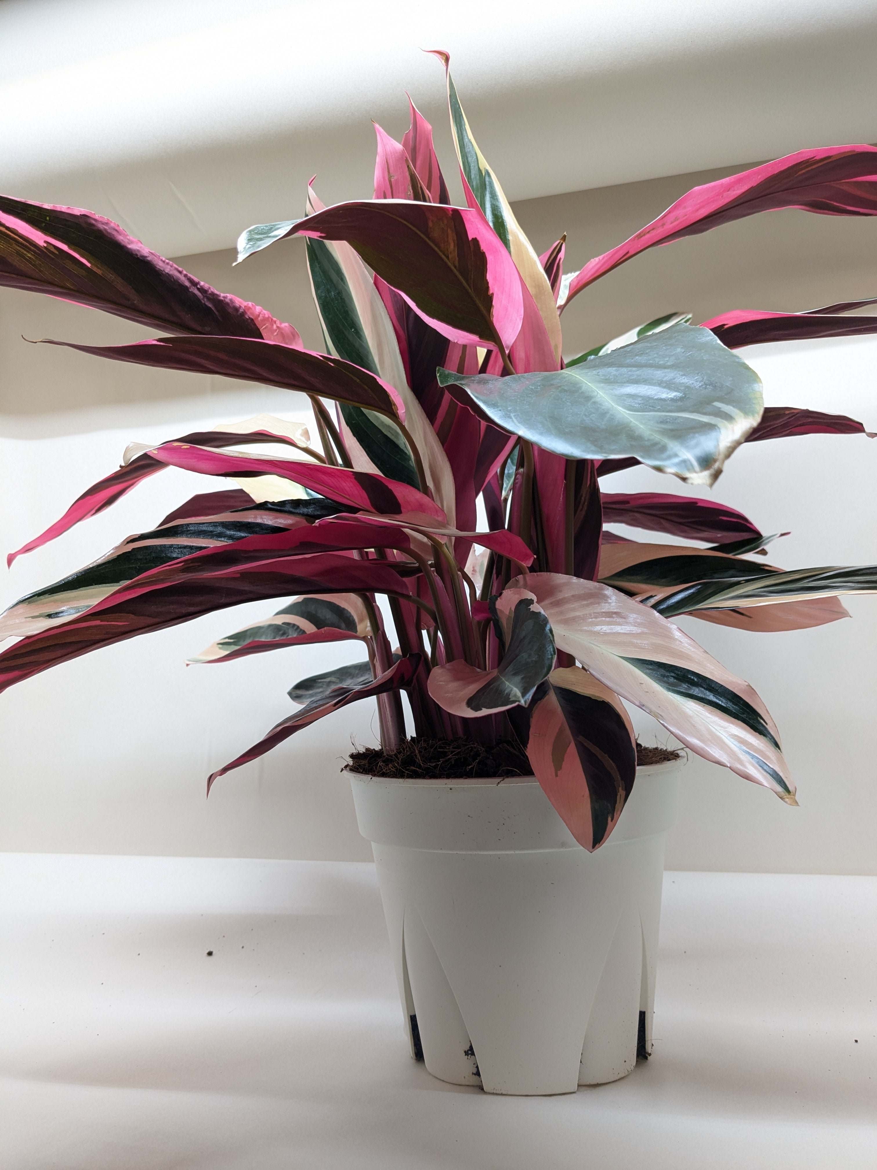 Stromanthe Triostar - 6" Pot - NURSERY POT ONLY