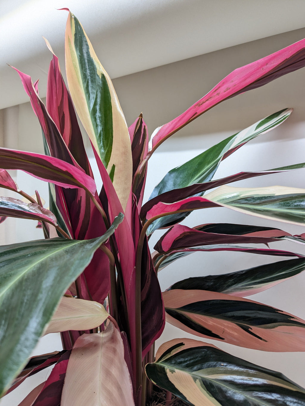 Stromanthe Triostar - 4" Pot - NURSERY POT ONLY
