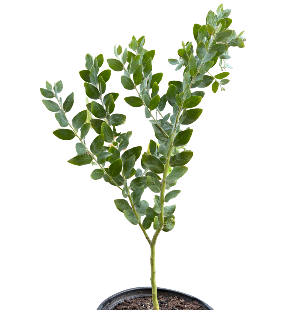 Acacia 'Podalyriifolia' Tree