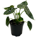 Alocasia 'Dragon Scale Mint'