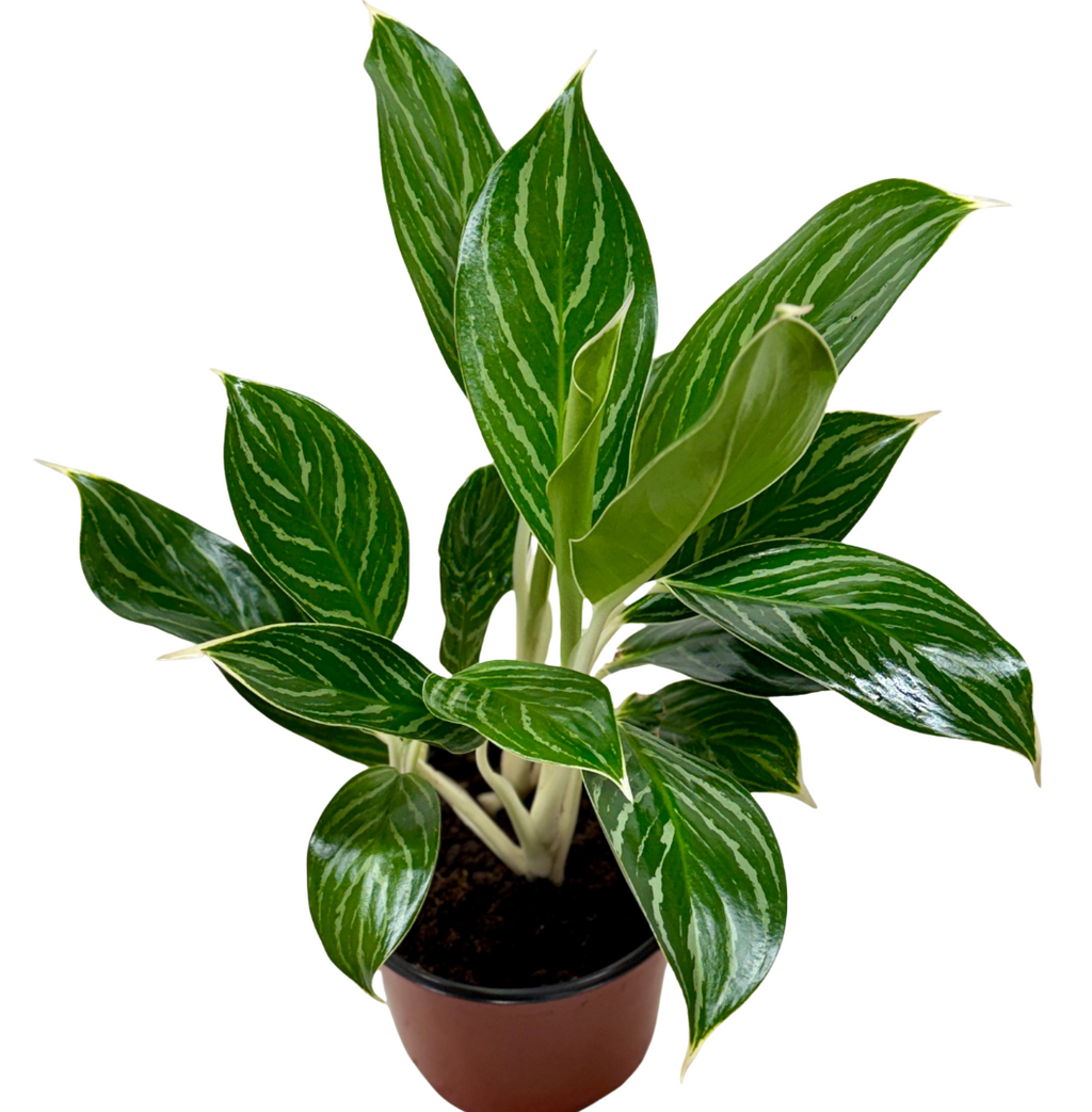 Chinese Evergreen 'White Stem'