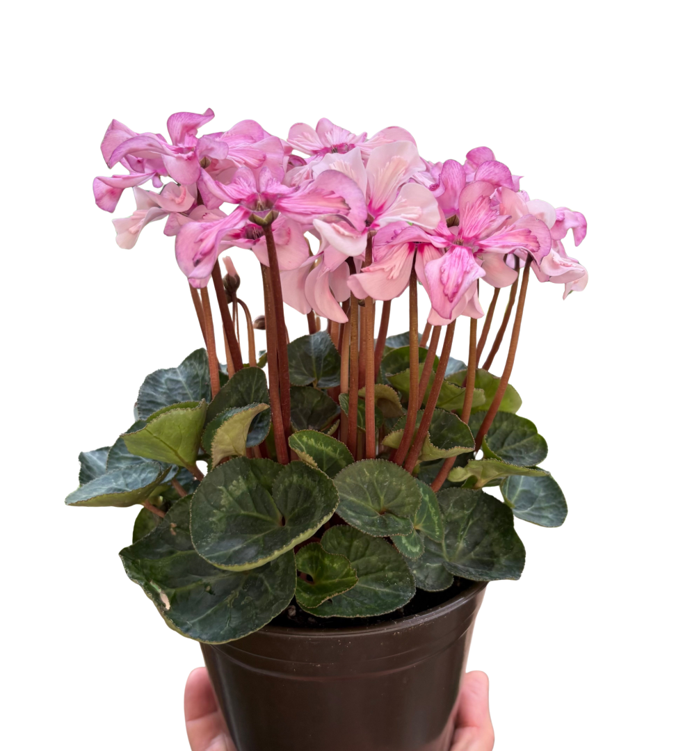 Cyclamen 'Pink'