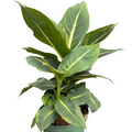 Dieffenbachia 'Green Magic'
