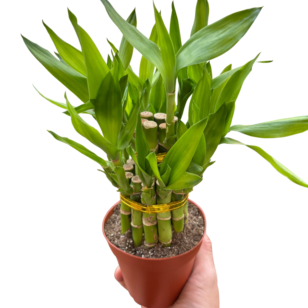 Dracaena 'Lucky Bamboo Pyramid'