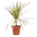 Dracaena 'Red Margined' - 4" Pot