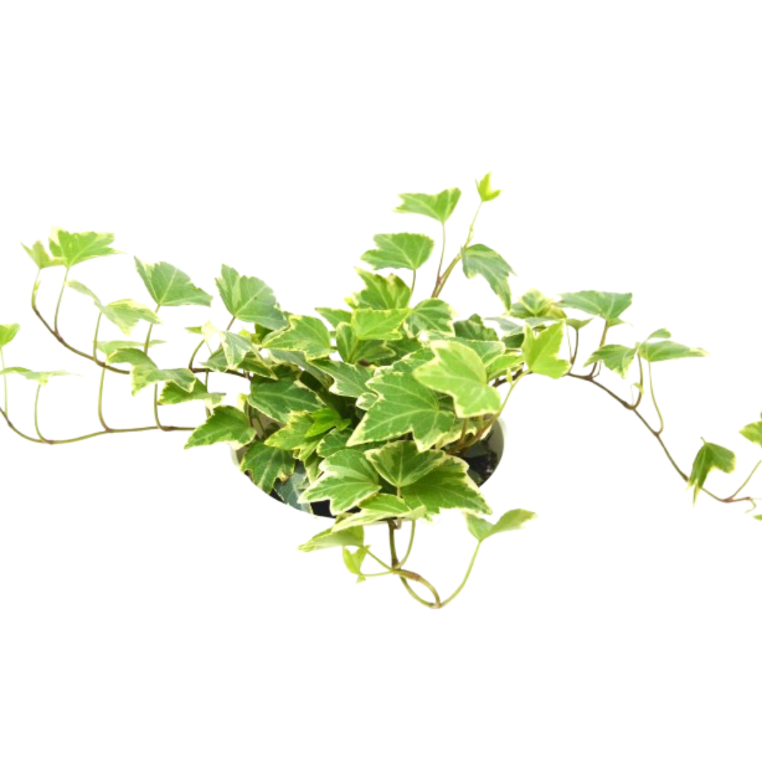 2 English Ivy Variety Pack - 4" Pot