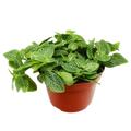 Fittonia 'White Nerve Plant' - 6" Pot - NURSERY POT ONLY