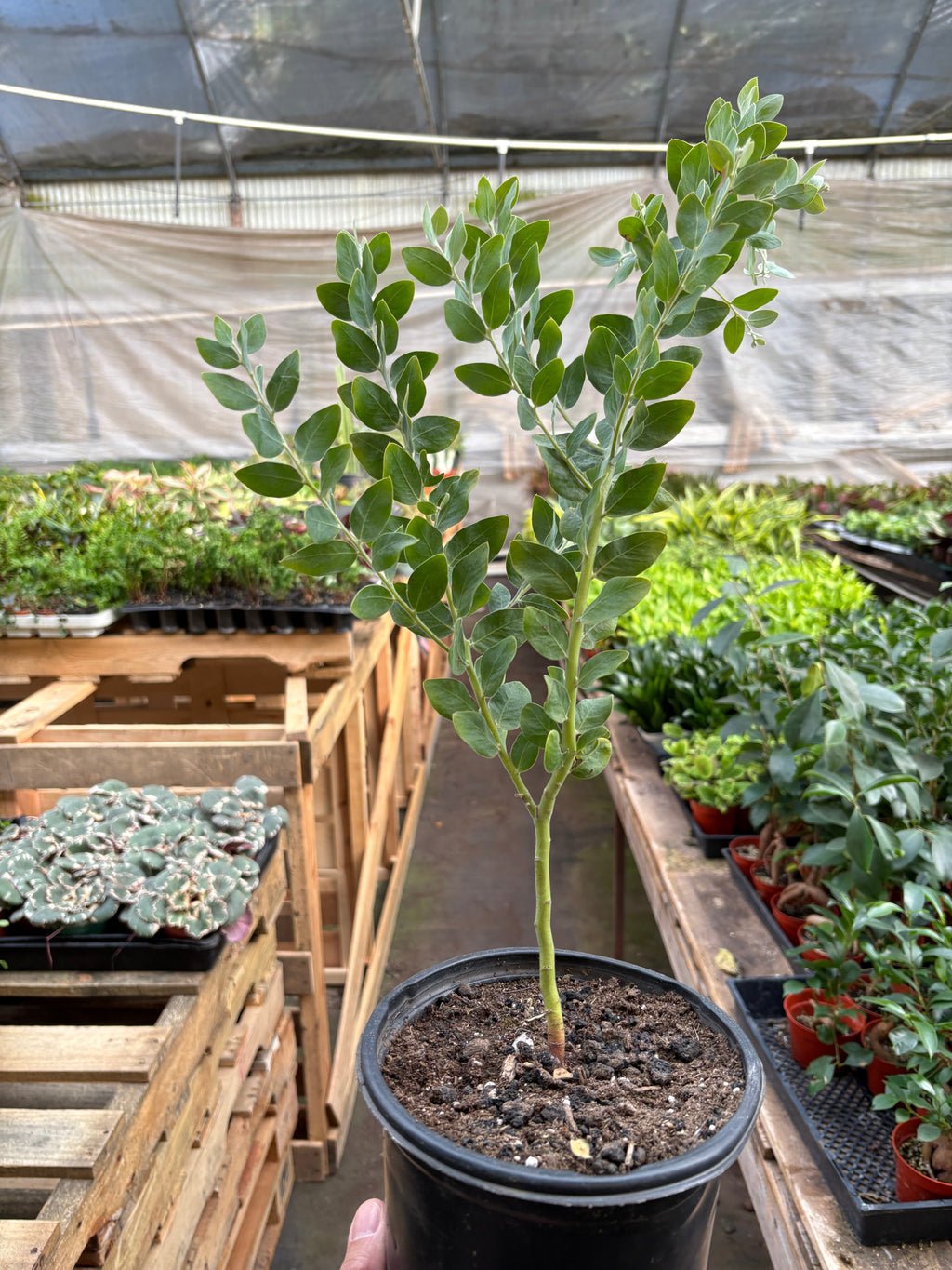Acacia 'Podalyriifolia' Tree
