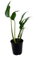 Monstera Burle Marx Flame