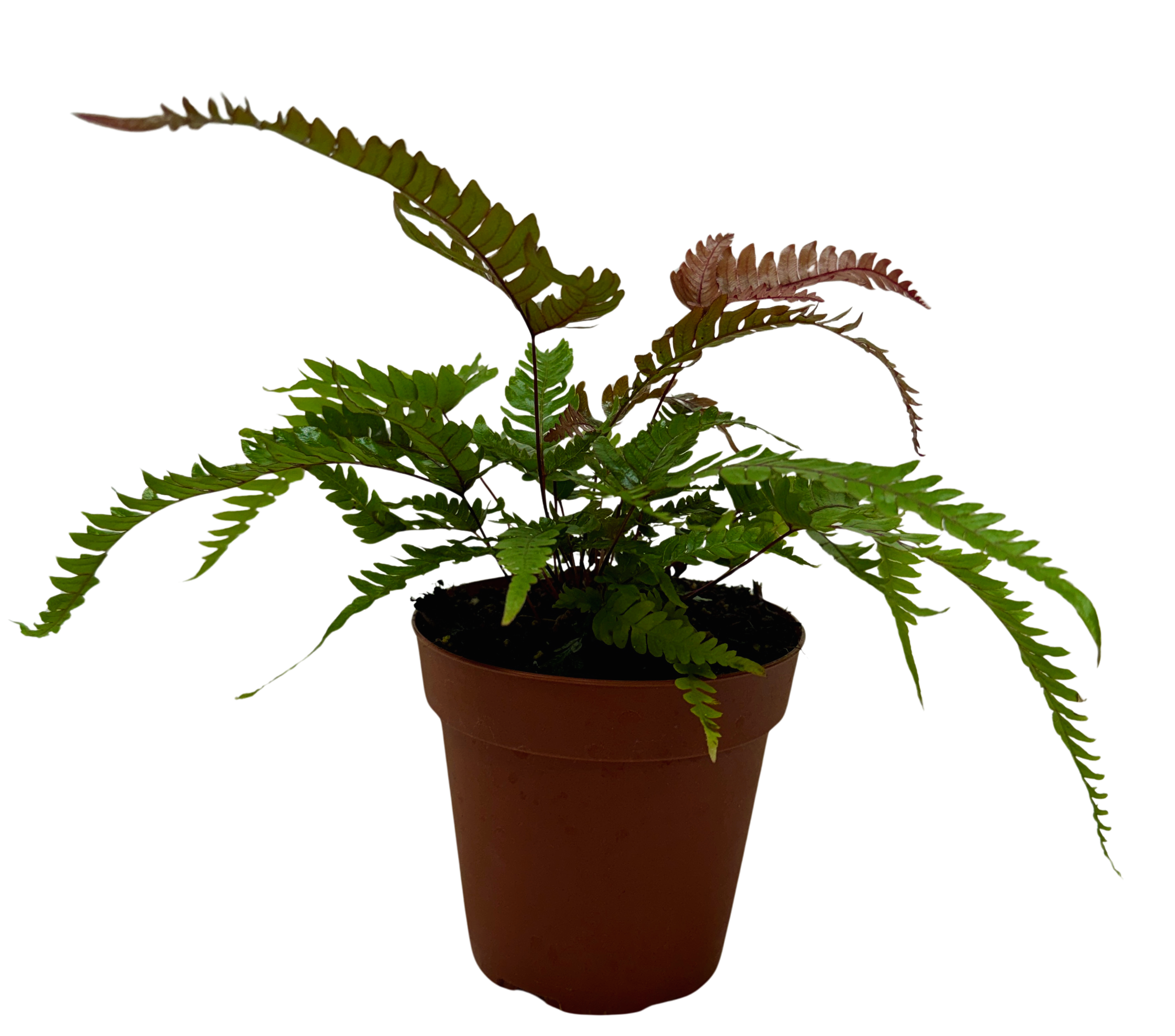 Fern 'Tricolor Pteris'