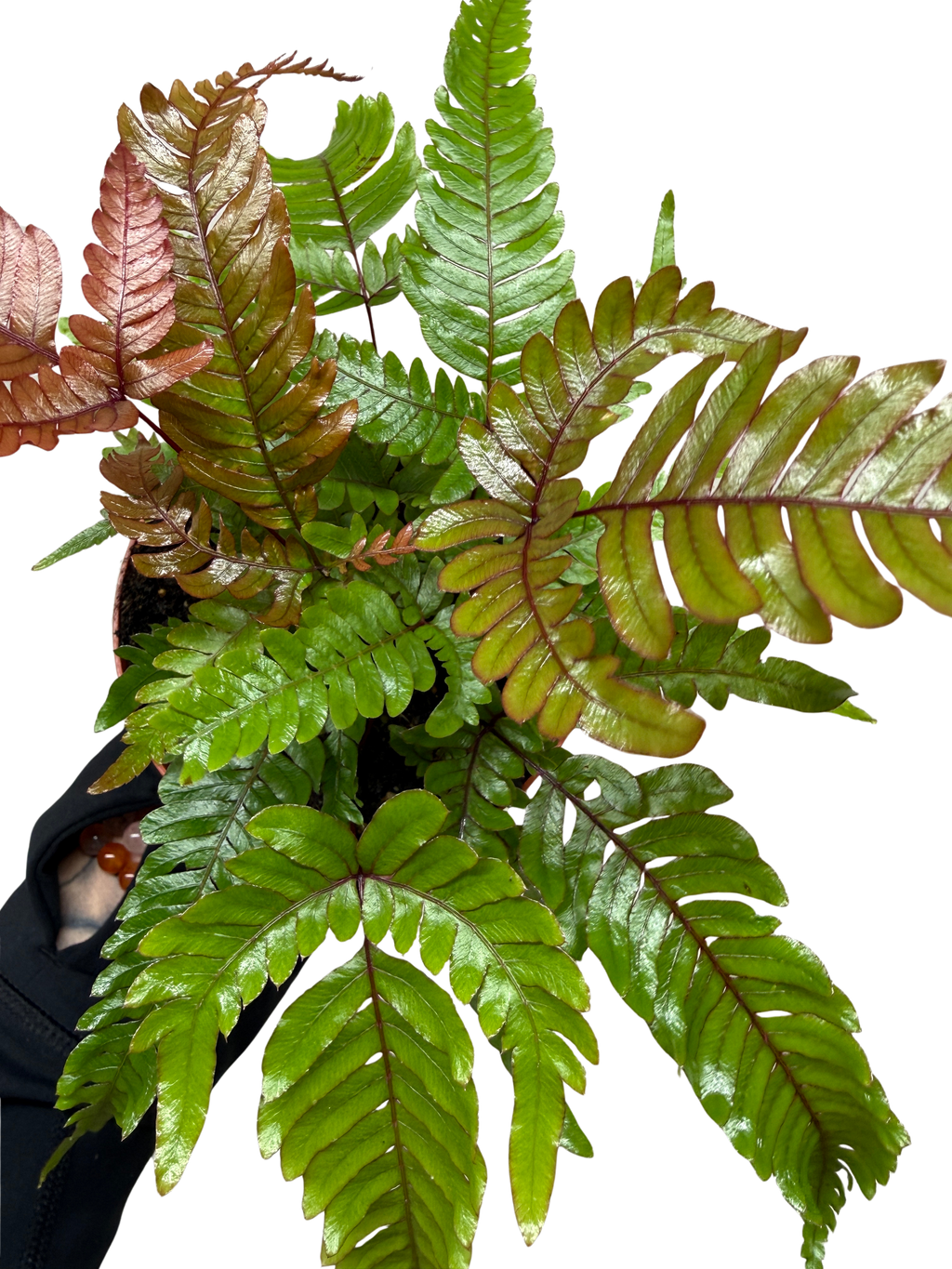 Fern 'Tricolor Pteris'