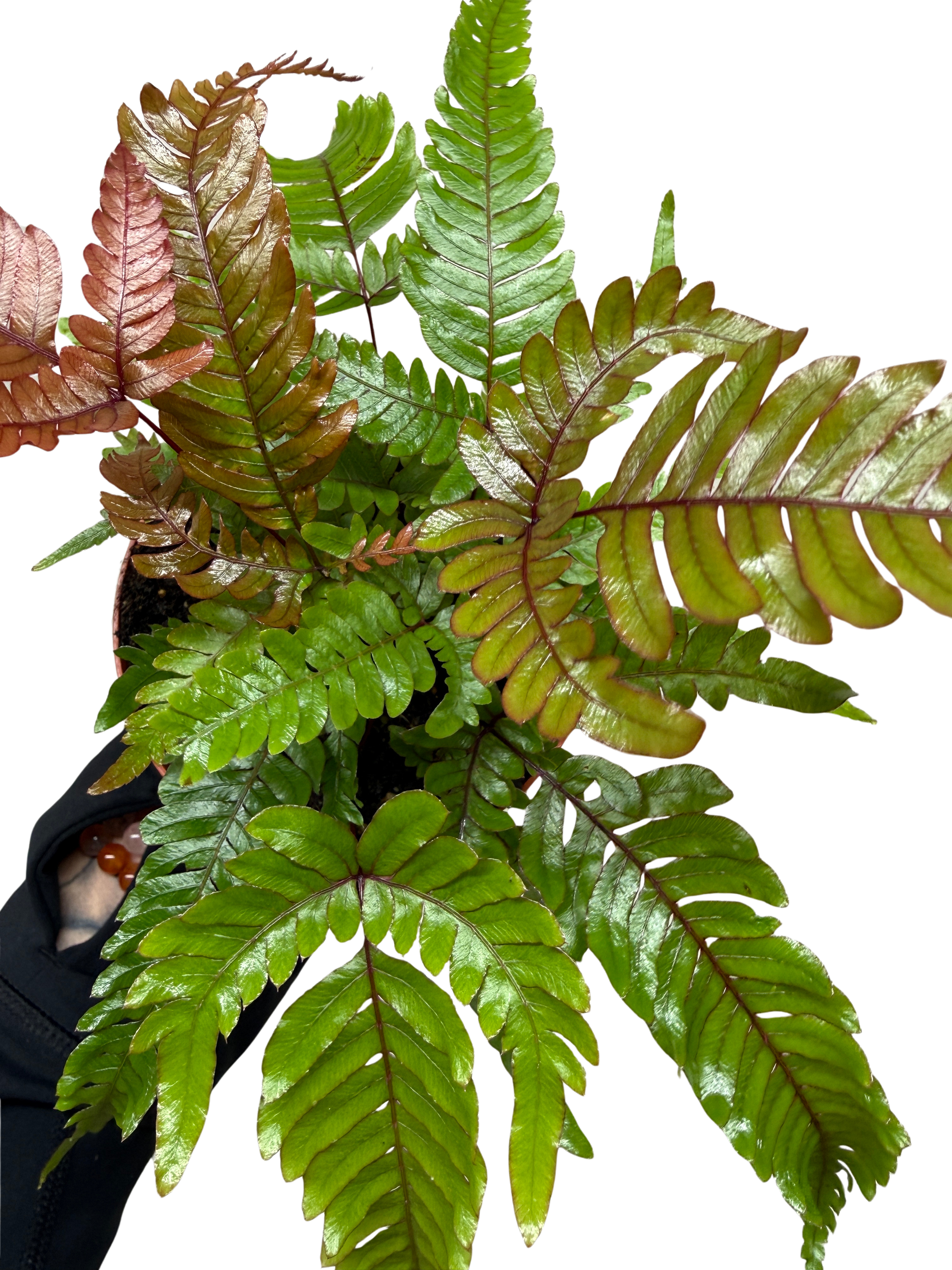 Fern 'Tricolor Pteris'