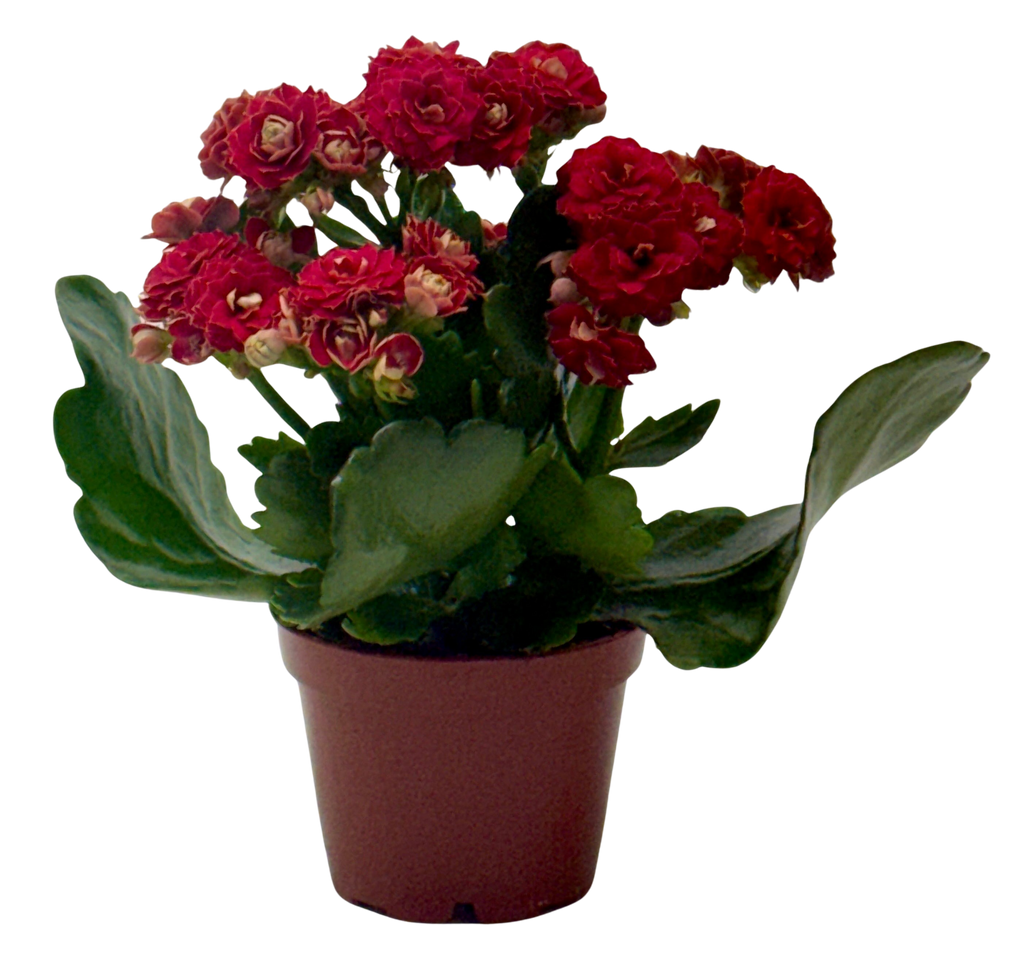Kalanchoe 'Blossfeldiana'