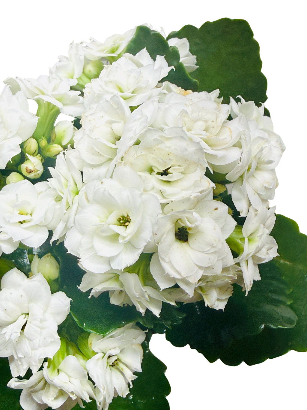 Kalanchoe 'Blossfeldiana'
