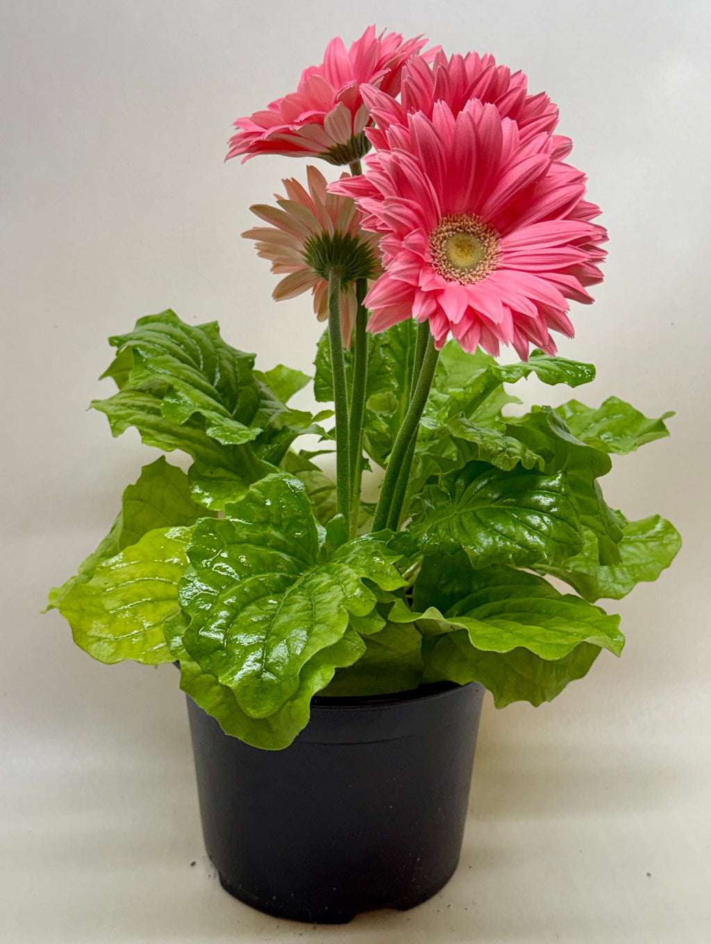 Gerbera Daisy