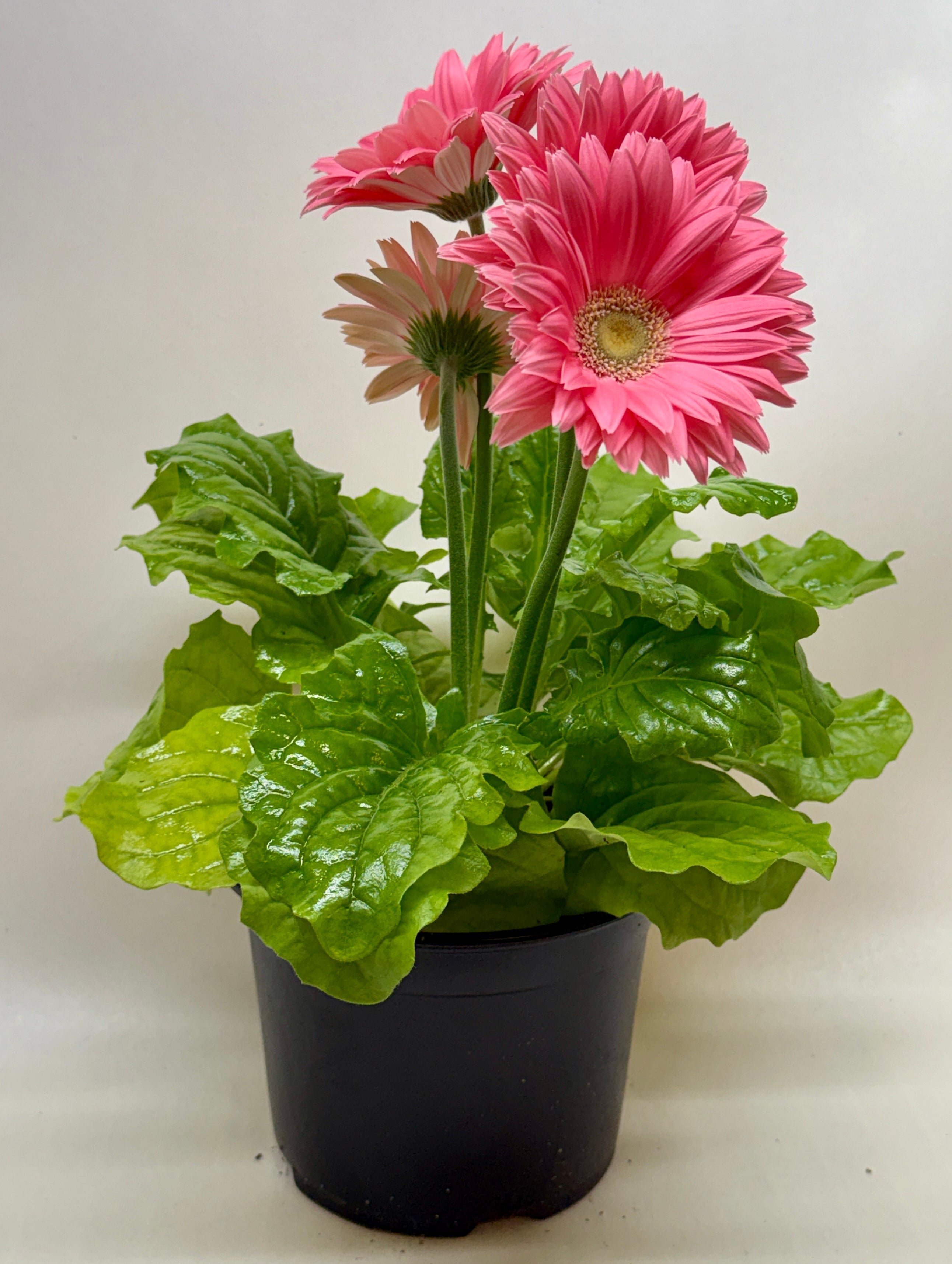 Gerbera Daisy