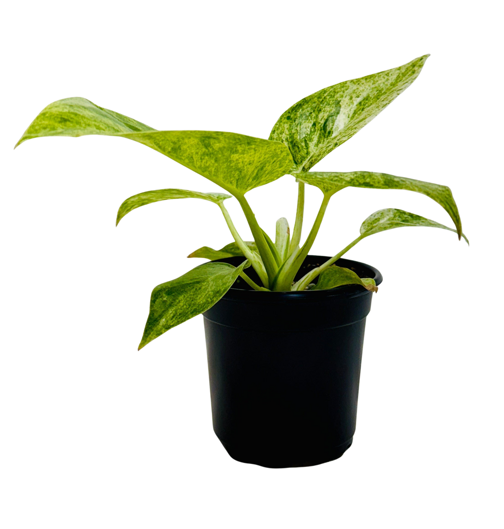 Philodendron 'Blizzard'