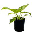 Philodendron 'Blizzard'