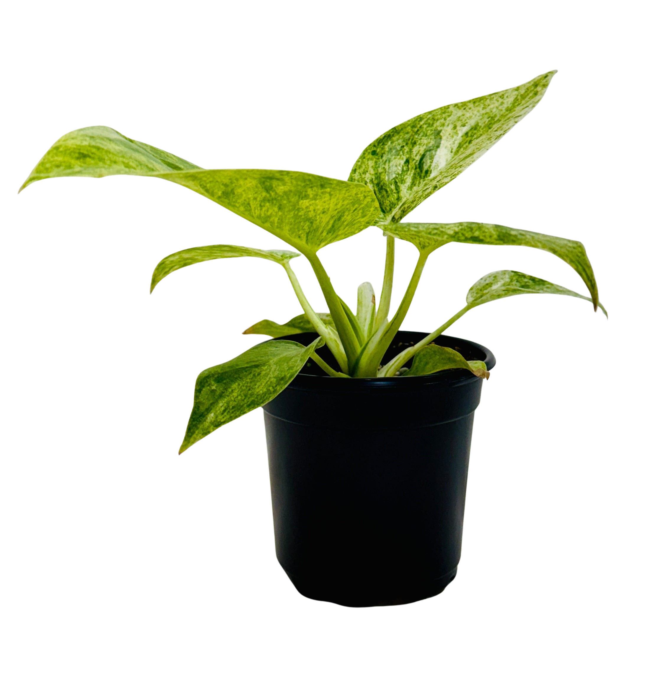 Philodendron 'Blizzard'