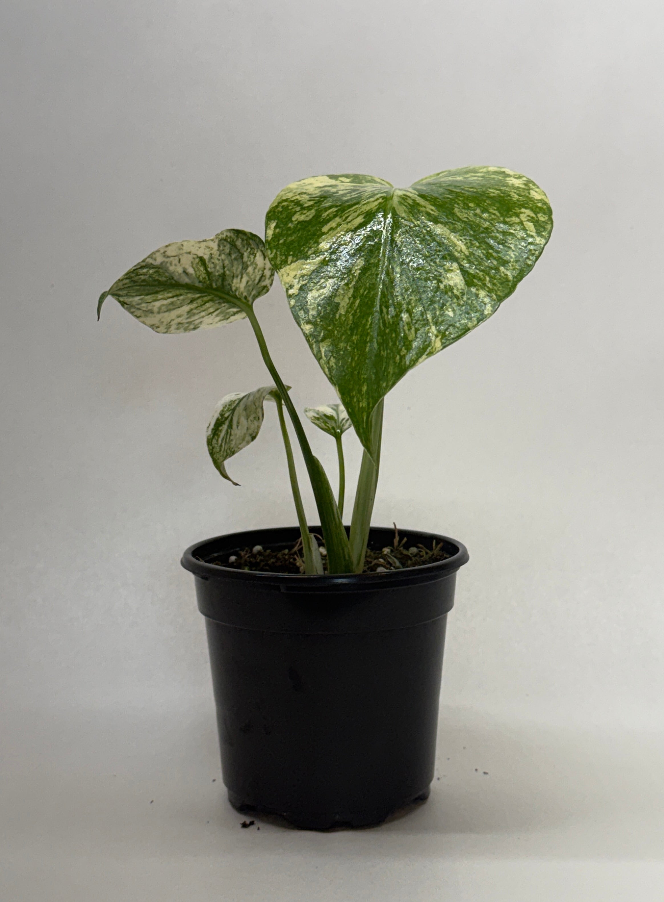 Monstera 'Mint'