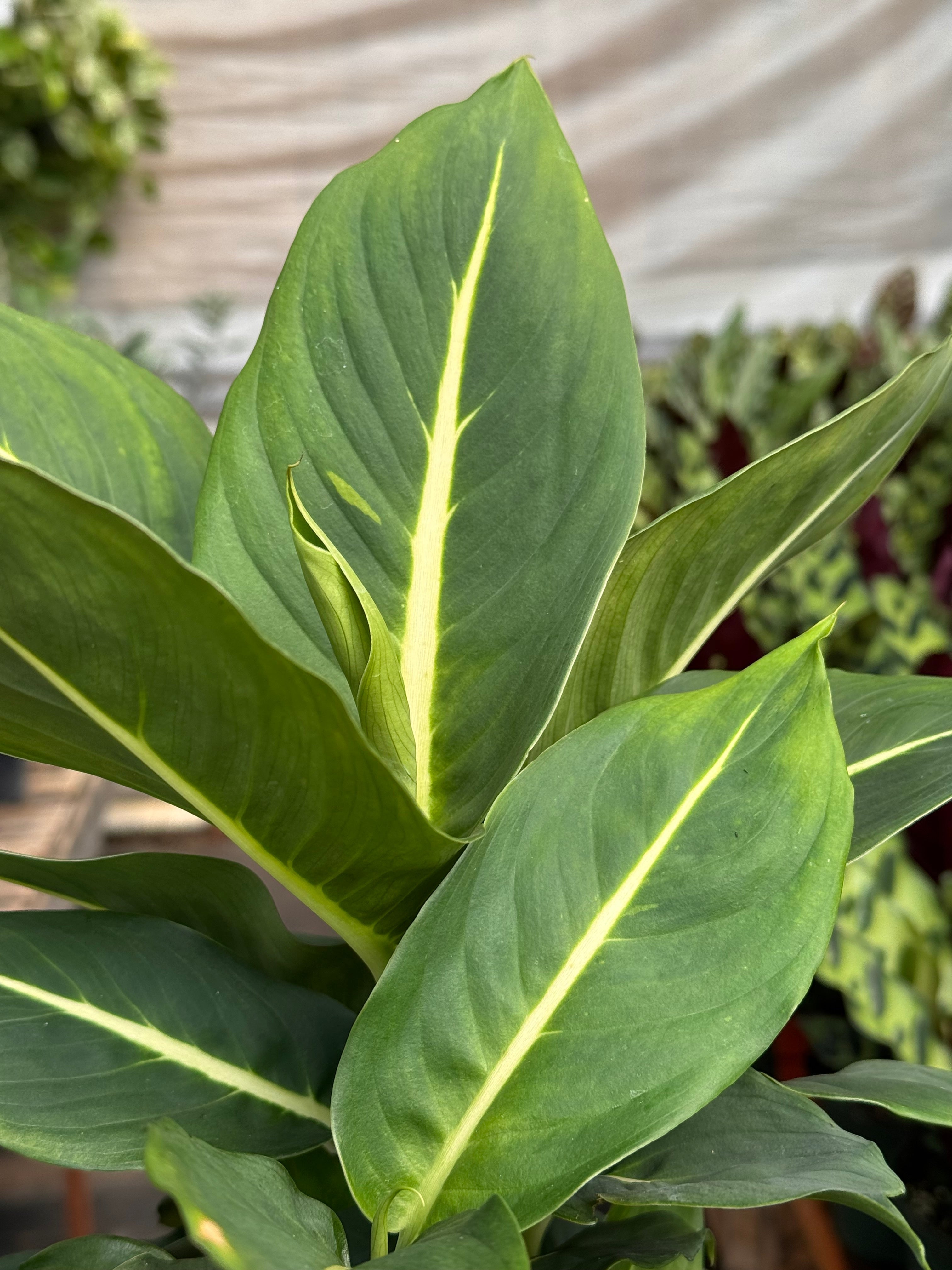 Dieffenbachia 'Green Magic'
